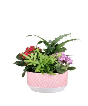Scarlette Planter Tropical Dish Garden 