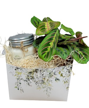 Scented Market Candle And Plant