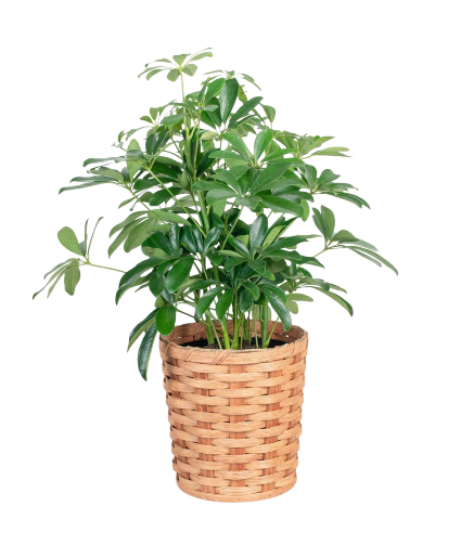 Schefflera 6" 