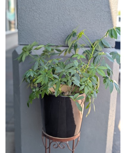 Schefflera actinophylla 12" Black Ceramic Pot 1 LEFT