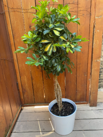 Schefflera Arboricola  10" Diameter Plant in Pot