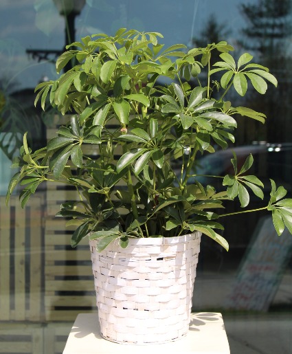 Schefflera Arboricola Potted Plant