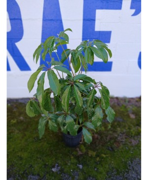Schefflera House Plant