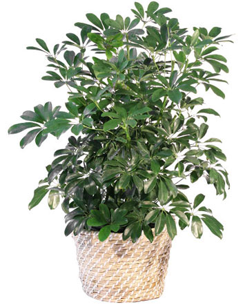 Schefflera House Plant in Talladega, AL | GAITHER'S FLORIST