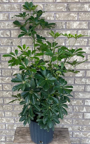 SCHEFFLERA Indoor Plant