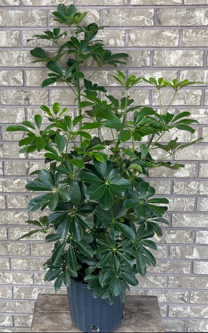 SCHEFFLERA Indoor Plant