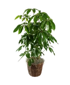 Schefflera Plant 