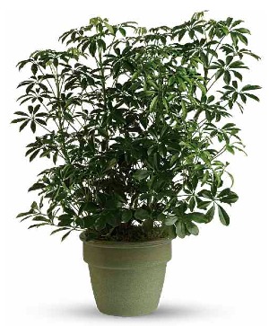 Schefflera Plant 