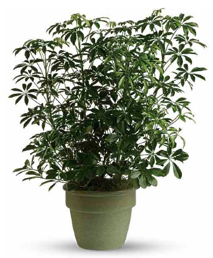 Schefflera Plant 