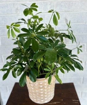 Schefflera Plant in Basket  