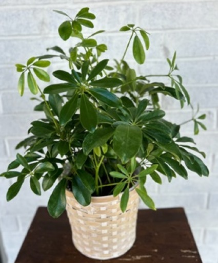 Schefflera Plant in Basket  
