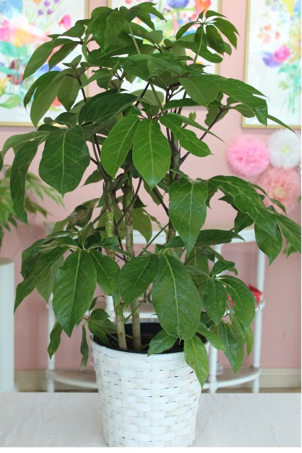 Schefflera Plants Potted Plant