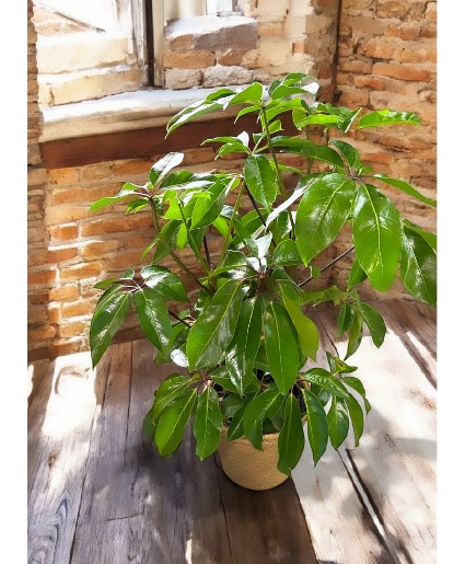 Schefflera "Umbrella Plant" 