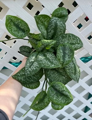 Scindapsus Exotica 