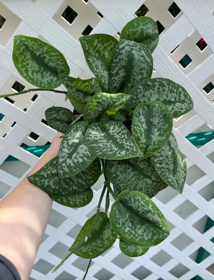 Scindapsus Exotica 