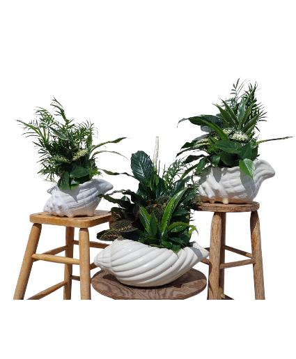 Seaside Serenity Dish Garden
