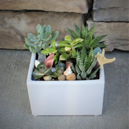 Seaside Succulent Garden