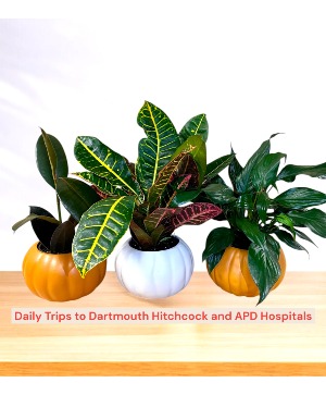 Seasonal Plant Trio-Fall Ceramic Pumpkin Arrangement 