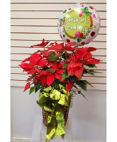 seasons greeting  RED POINSETTIA