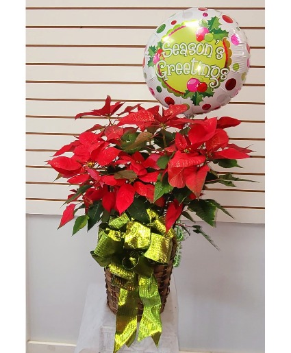 seasons greeting  RED POINSETTIA