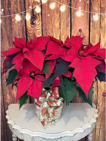Season's Greetings 