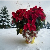 Season's Greetings!! 