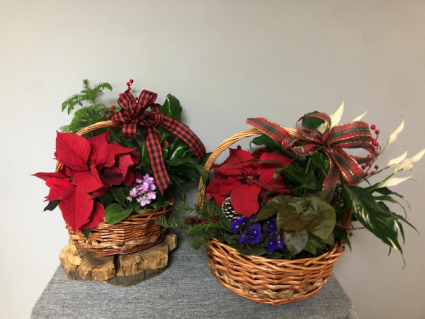 Season's Greetings Euro Basket 
