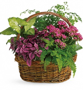 Secret Garden Basket Plants