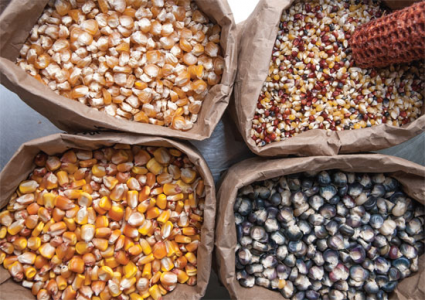 Seeds- CORN Greenhouse