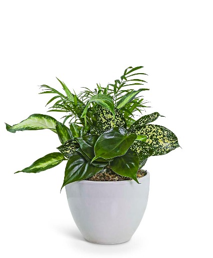 Serene Dish Garden Flower Arrangement