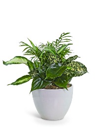 Serene Dish Garden Potted Plant