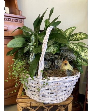 Serene Greens Basket Garden plant in Lompoc, CA | Lompoc Valley Florist