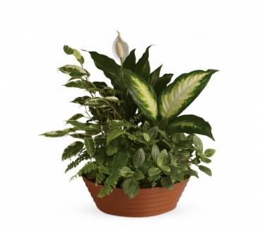Serene Retreat premium Plants in Frederick, MD | Maryland Florals