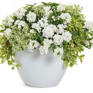 White Space -- 12" Pot 