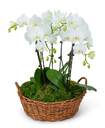 Serenity Orchid Plant Plant