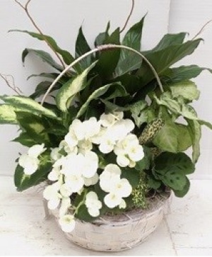 Serenity Scape Plant