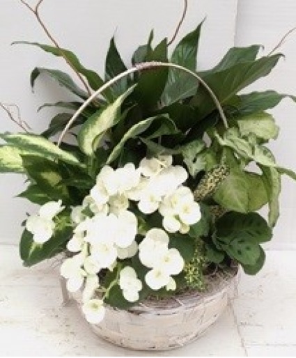 Serenity Scape Plant