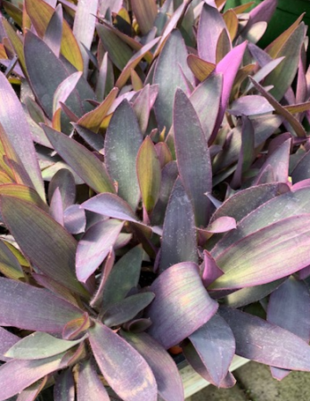 Setcreasea pallida ‘Purple Heart’ 