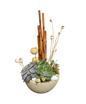 SF Bamboo and Pod Succulent Garden  Plants in Sonora, CA | SONORA FLORIST AND GIFTS