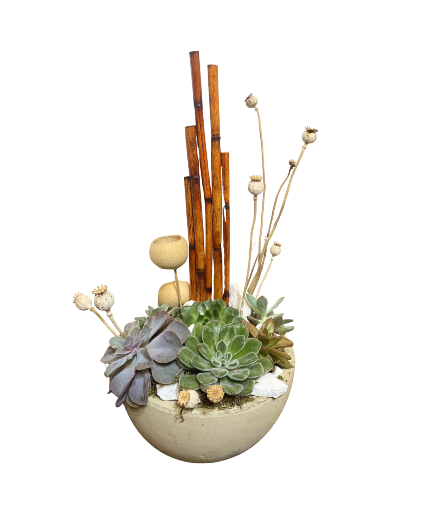 SF Bamboo and Pod Succulent Garden  Plants