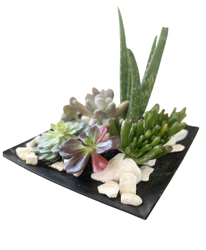 SF Black Dish Succulent Garden Plants