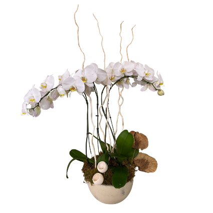 SF Four Stem Orchid Plant