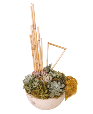 SF Mixed Succulent Garden Plants