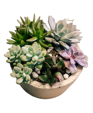SF Small Succulent Garden Plants