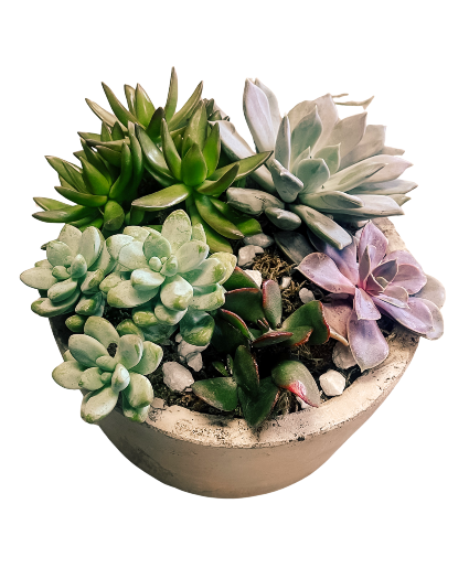 SF Small Succulent Garden Plants