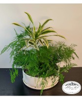 Shade Dishgarden Planter