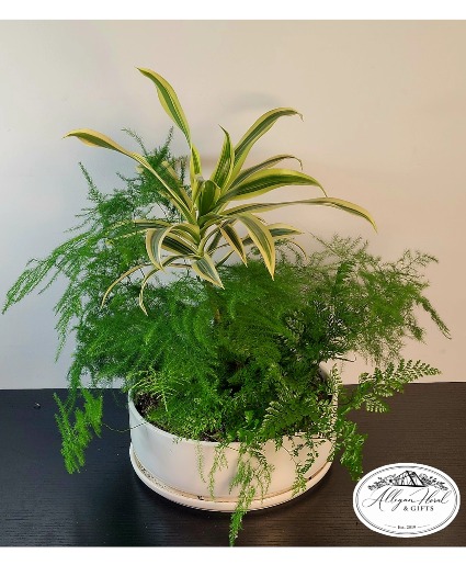 Shade Dishgarden Planter