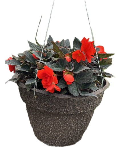 Shady Hanging Basket Designer's Choice
