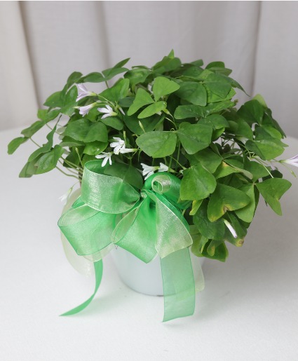 Shamrock Plant 6" OUT OF STOCK
