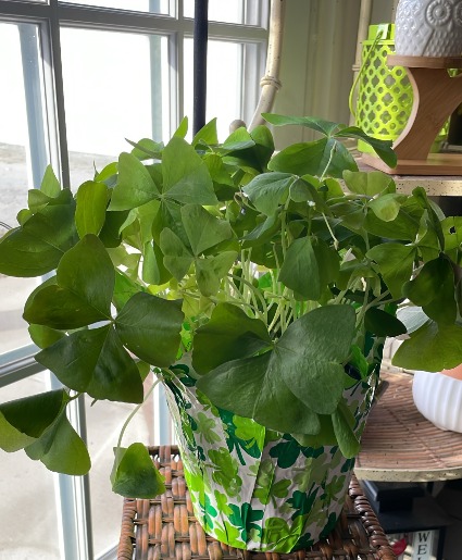 Shamrock Plant Live Plant in Monticello, IN - Twin Lakes Floral